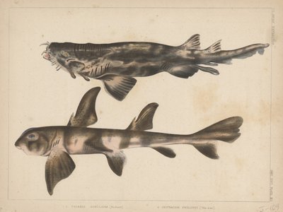 1. Triakis Scyllium, 2. Cestracion Phillippi, 1855 by H. Patterson